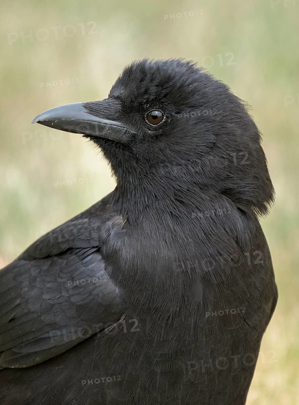 American Crow (Corvus brachyrhynchos), British Columbia, Canada