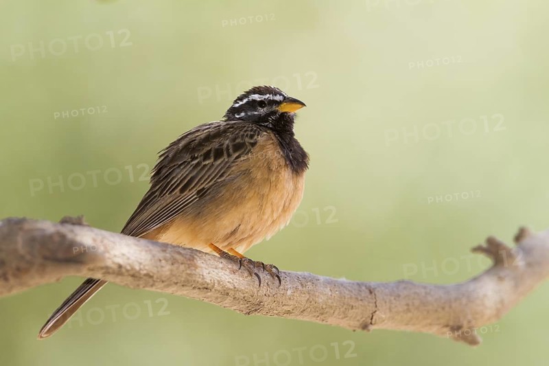 Cinnamon-breasted Bunting (Emberiza tahapisi), Oman