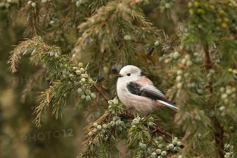 Long-tailed Tit (Aegithalos caudatus europaeus) perched on a branch, Bavaria, Germany