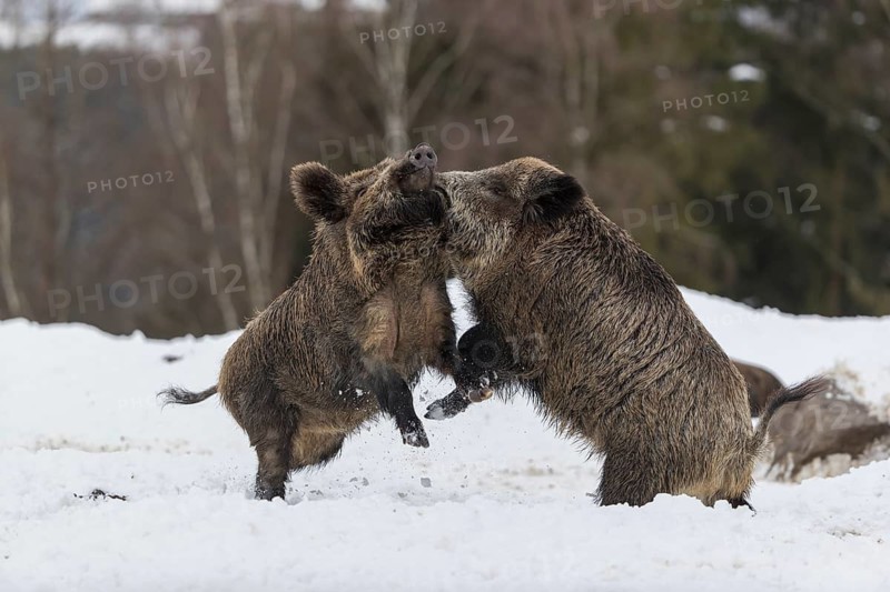Wild boar or wild pig (Sus scrofa), fighting on snowy ground, trees in the background