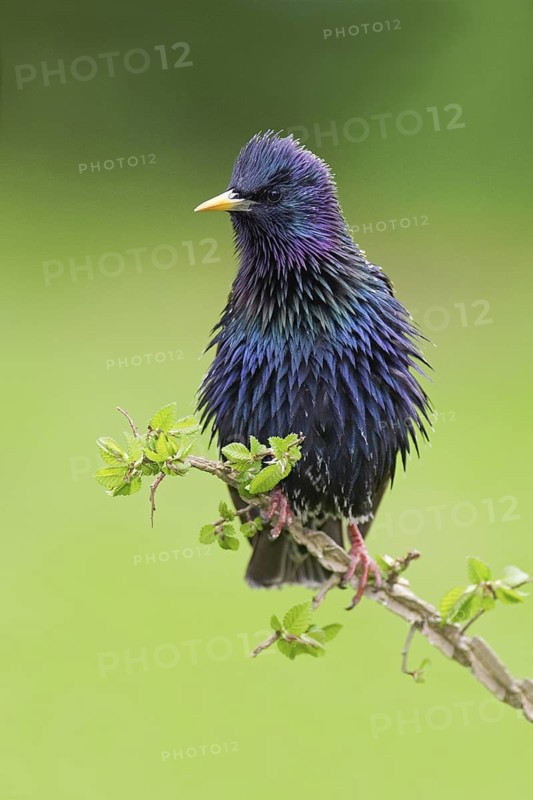 Common Starling (Sturnus vulgaris), Brandenburg, Germany