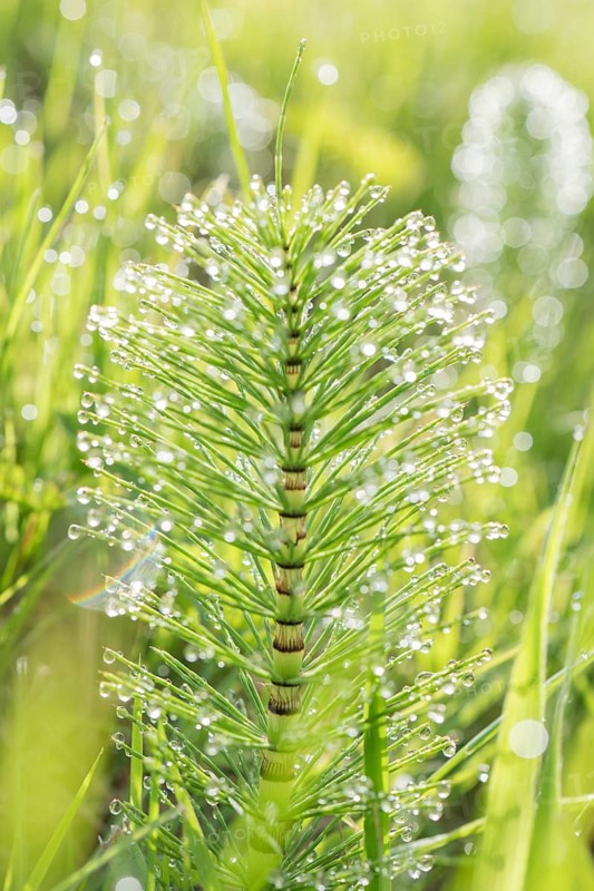 A detailed view of a green plant covered in sparkling dew droplets, illuminated by warm morning sunlight. The blurred background creates a serene and fresh atmosphere