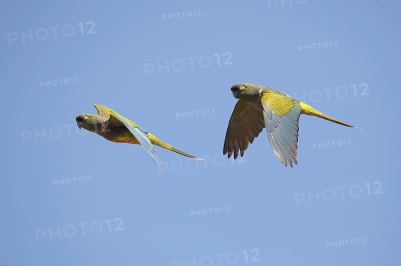 Burrowing Parrot (Cyanoliseus patagonus) flying, Chubut, Argentina