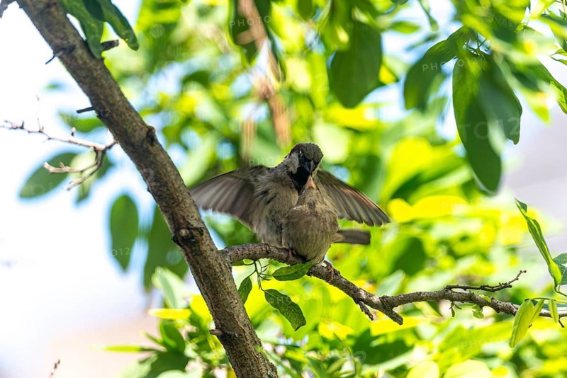 House sparrow (Passer domesticus), pair of sparrows copulating