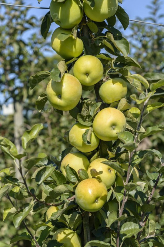 Columnar apple (Malus domestica 'Moonlight'), Bavarian State Research Centre for Viticulture and Horticulture, Veitshöchheim, Bavaria, Germany