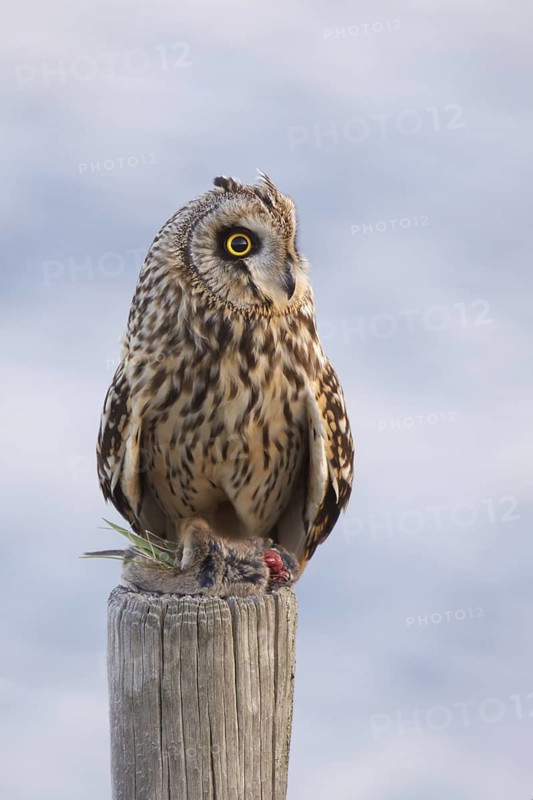 Short-eared Owl (Asio flammeus), Utrecht, Netherlands