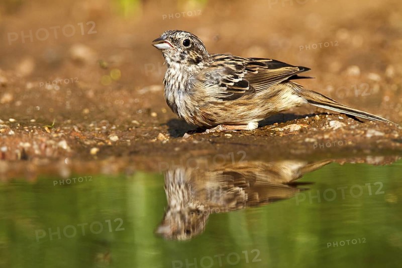 Rock Bunting (Emberiza cia) juvenile, Castile-La Mancha, Spain
