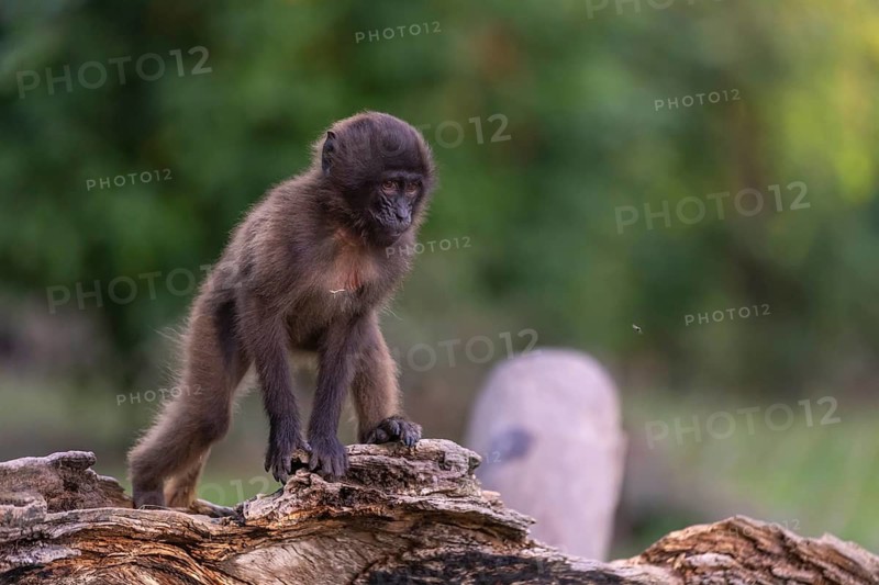 One baby Gelada (Theropithecus gelada), or bleeding-heart monkey sitting on a log. A green forest in the background