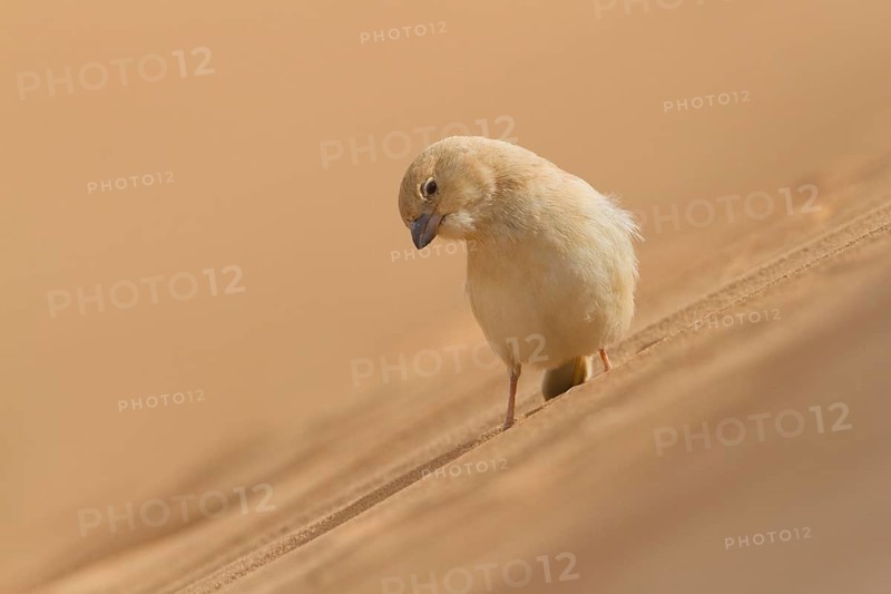 Desert Sparrow (Passer simplex) female, Morocco