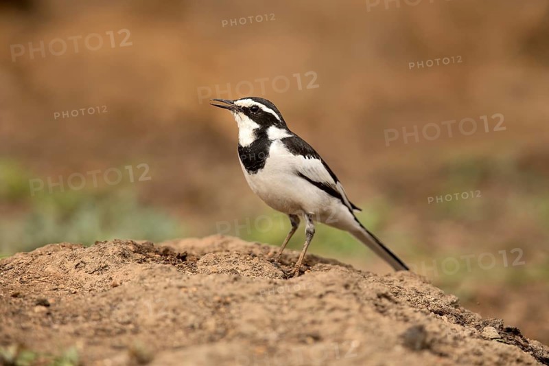 African Pied Wagtail (Motacilla aguimp), Ethiopia
