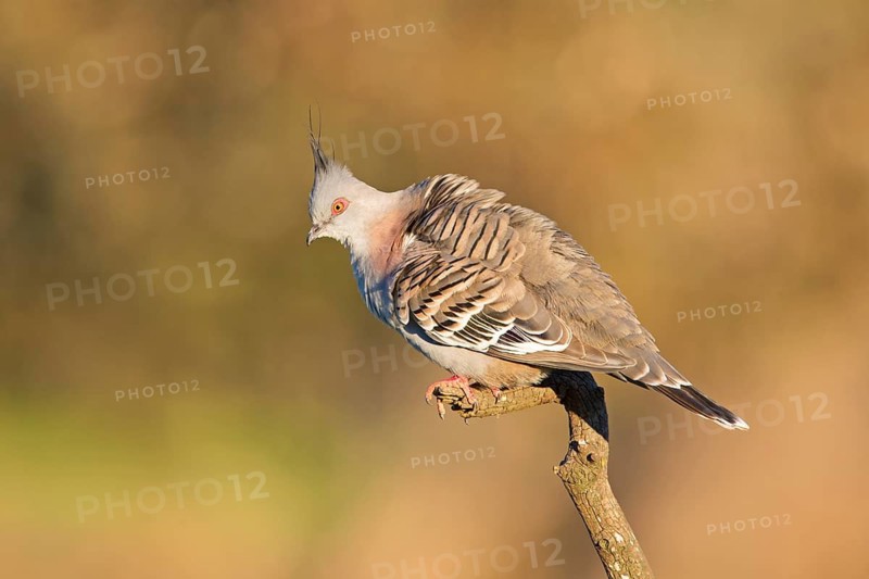 Crested Pigeon (Ocyphaps lophotes) perched on a branch, Victoria, Australia