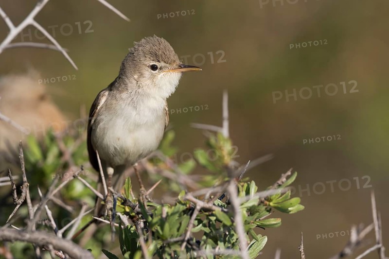 Uppchers Warbler - Dornspötter - Hippolais languida, Kyrgyzstan