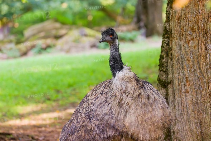 Portrait of an emu, Dromalus novaehollandiae, on a green meadow