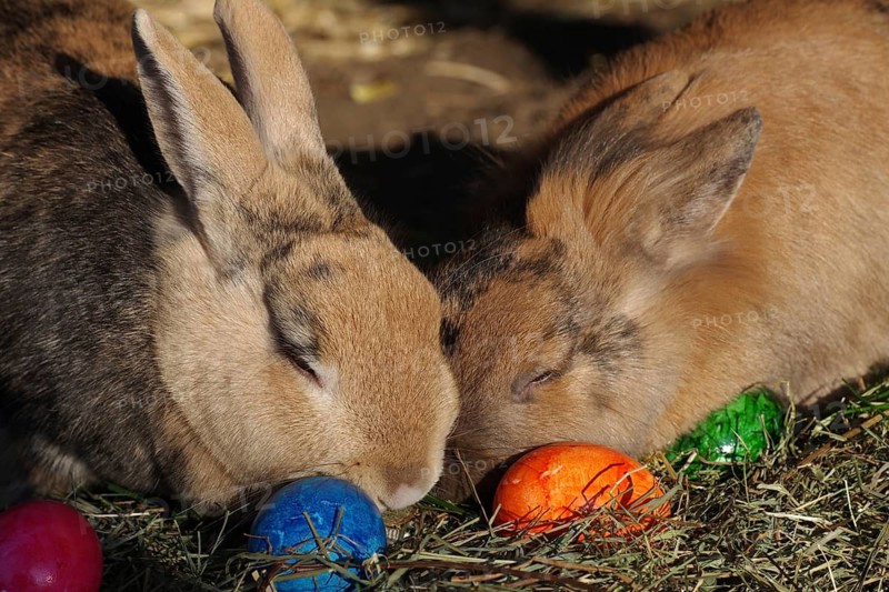 Domestic rabbit (Oryctolagus cuniculus), hay, coloured, Easter egg, close-up of two rabbits with coloured eggs