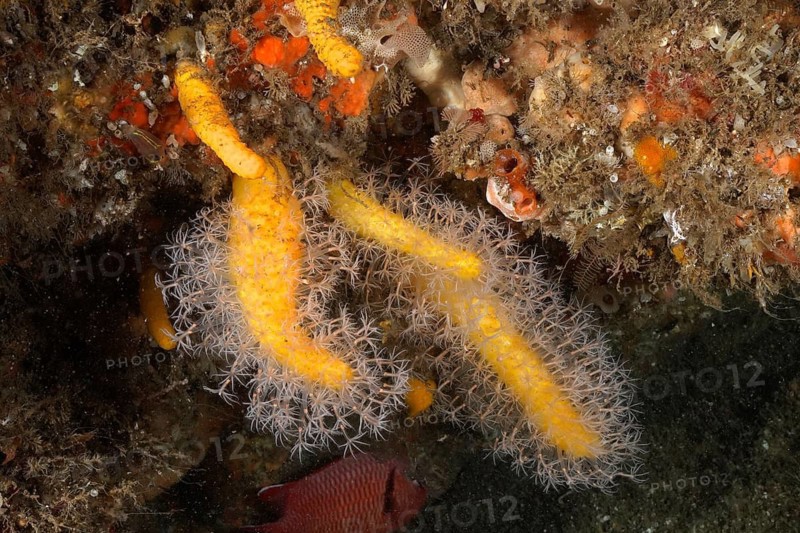 Dead man's finger (Leutherobia aurea)