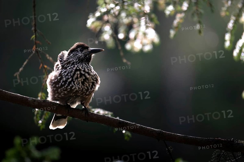 Nutcracker (Nucifraga caryocatactes), sitting on a branch in a fir forest, Canton Graubünden, Switzerland
