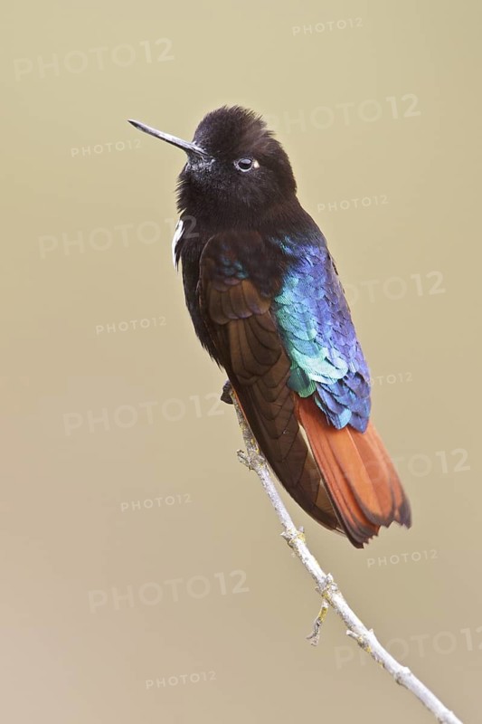 Black-hooded Sunbeam (Aglaeactis pamela) perched on a branch in Bolivia, South America