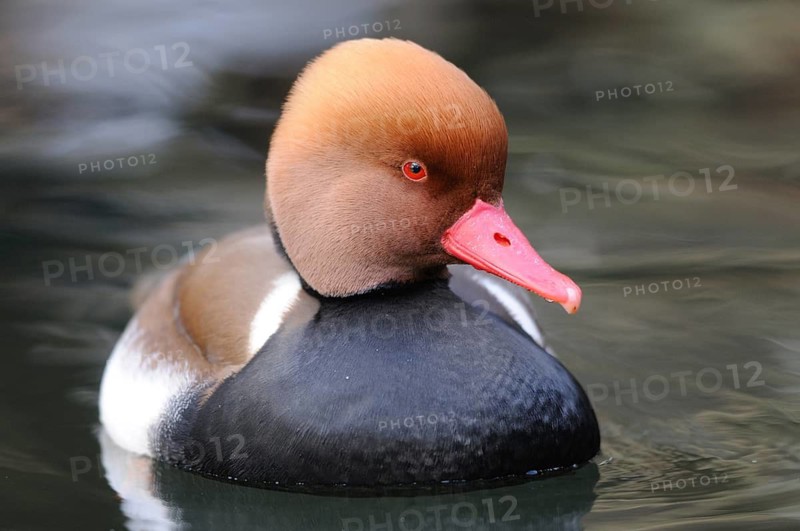 Close-up of a duck with brown head and red beak on the water, Red-crested Pochard (Netta rufina), Franconia
