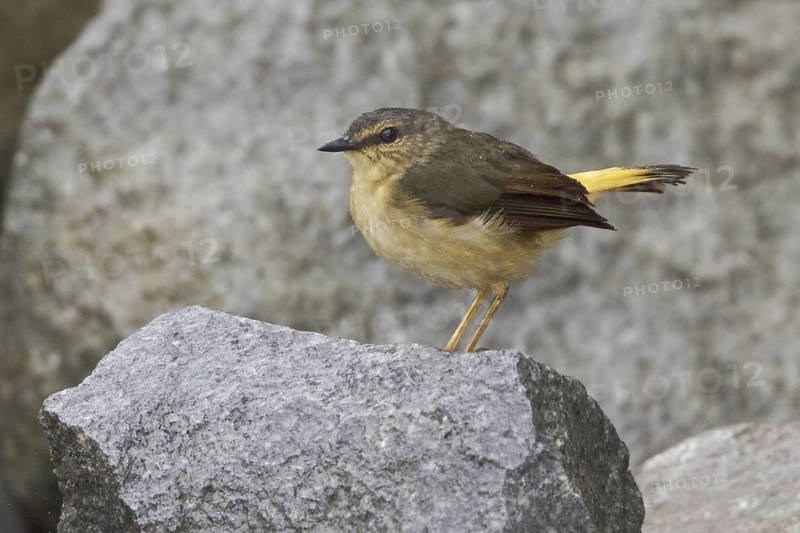 Buff-rumped Warbler (Myiothlypis fulvicauda), Ecuador