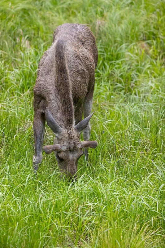 One adult male moose or elk, Alces alces, grazing on a meadow with tall fresh green grass