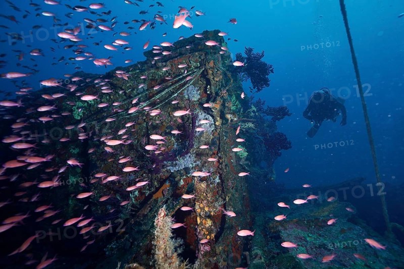 A diver explores a lively area of a coral-covered wreck, swarming with Mediterranean flagfish (Anthias anthias), dive site wreck Le Grecq, Giens peninsula, Mediterranean Sea, Porquerolles, Provence, Côte d'Azur, France