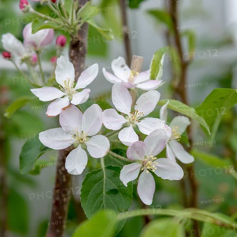 Apple (Malus domestica 'Pinova'),  Germany