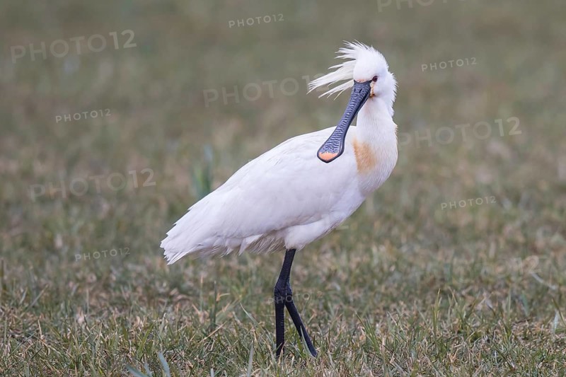 Eurasian Spoonbill (Platalea leucorodia), Netherlands