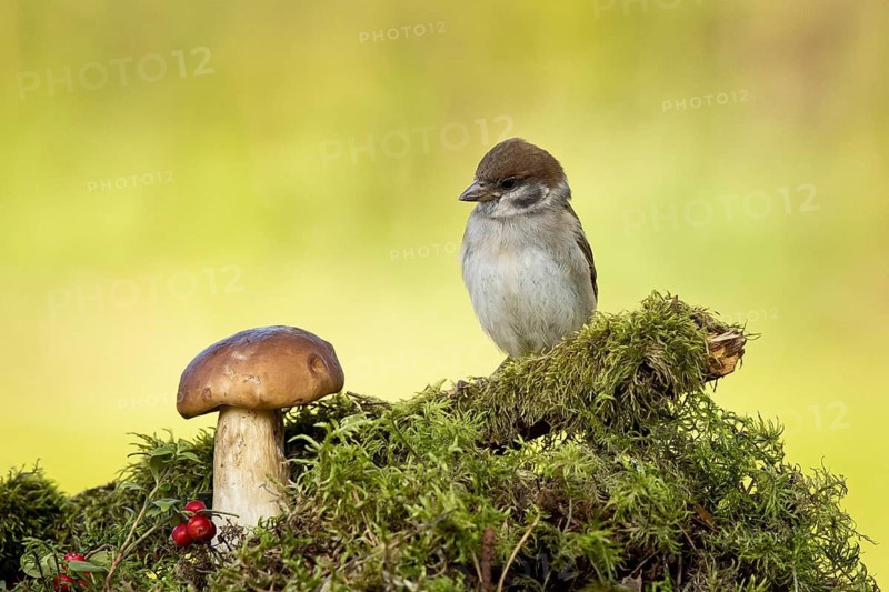 Eurasian Tree Sparrow (Passer montanus), Smaland, Sweden