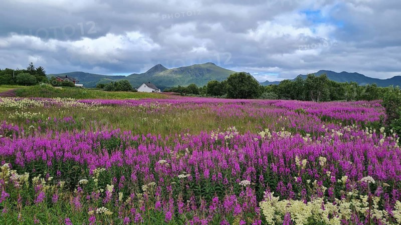 Colourful wildflower meadow in front of a mountain range under a cloudy sky, Leknes, Lofoten, Norway