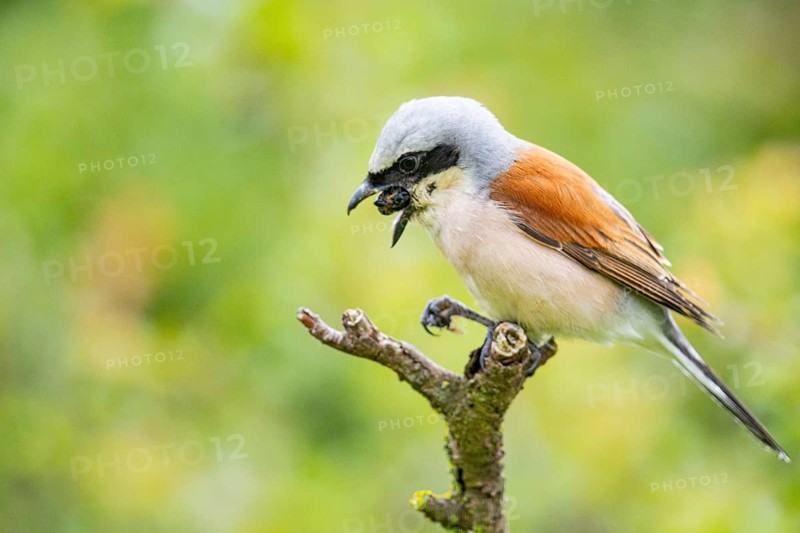 Red-backed shrike (Lanius collurio) ml Germany