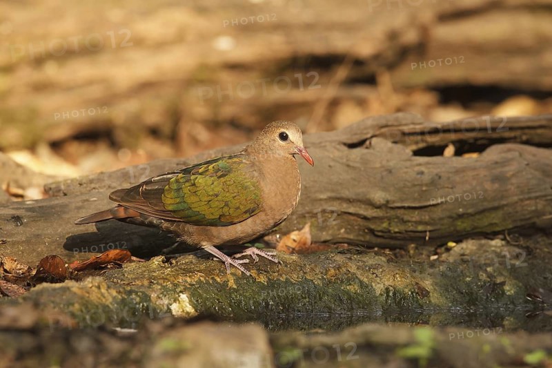 Common Emerald Dove (Chalcophaps indica) female, Kaeng Krachan, Thailand
