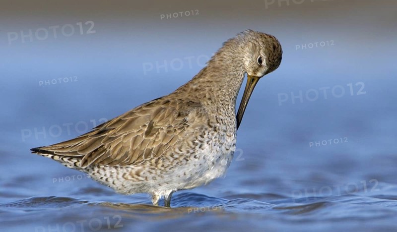 Short-billed Dowitcher (Limnodromus griseus), Texas, USA