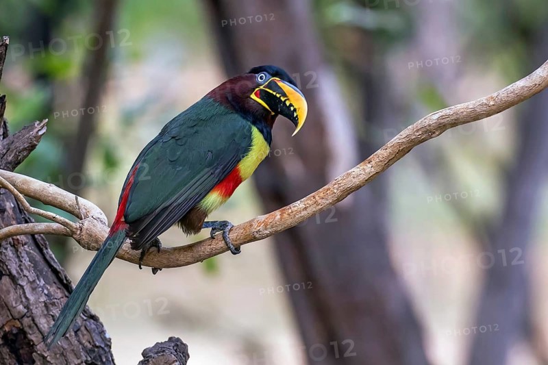 Chestnut-eared aracari (Pteroglossus castanotis), South America, Brazil, Mato Grosso, South America