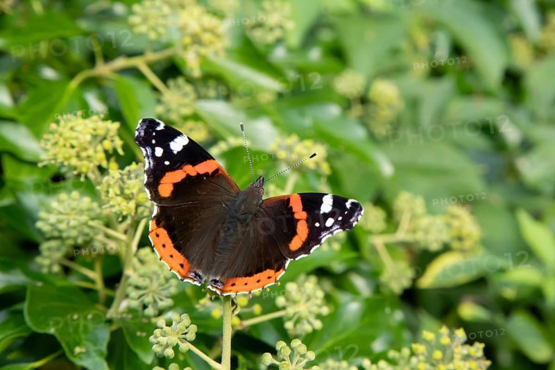 Red admiral butterfly (Vanessa atalanta) adult insect feeding on Ivy flowers in autumn, England, United Kingdom