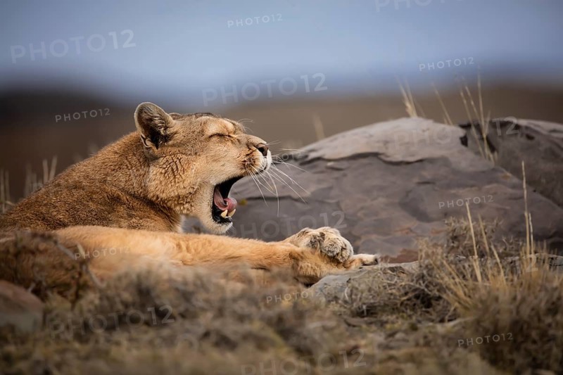 Puma, Torres del Paine National Park, Chile