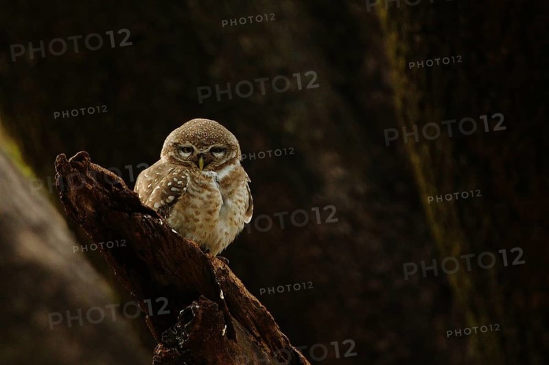 Spotted Owlet (Athene brama), Rajasthan, India