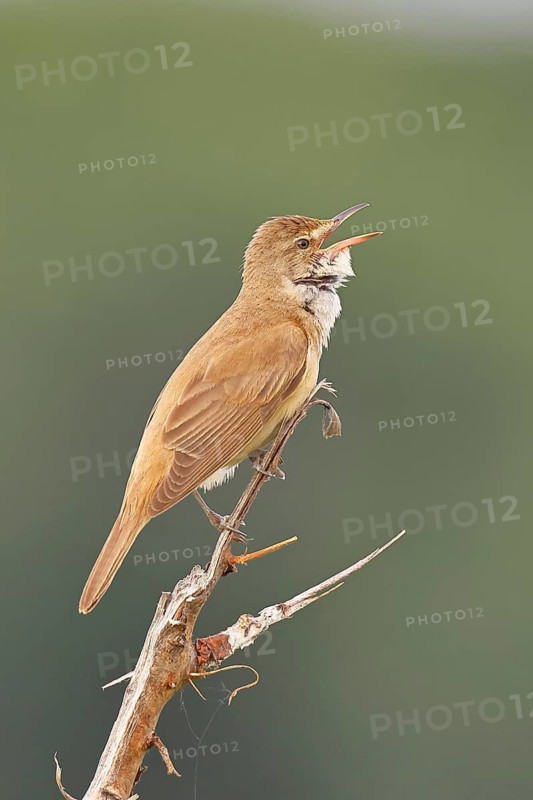 Great Reed Warbler (Acrocephalus arundinaceus), with open beak, singing, twittering, sitting on a twig, singing station, natural habitat, migratory bird, songbirds Lake Neusiedl, Burgenland, Austria