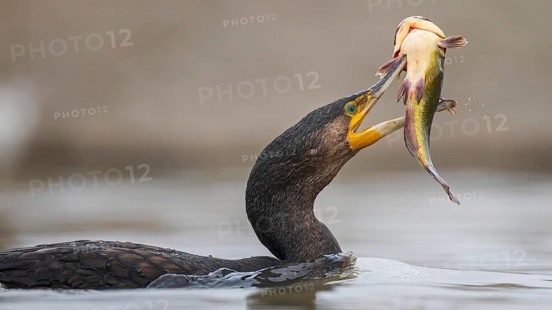 Great cormorant (Phalacrocorax carbo) with catfish as prey, hunting, fishing, making prey, Kiskunsag National Park, Hungary