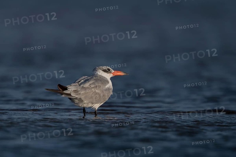 Caspian Tern (Hydroprogne caspia), Senegal