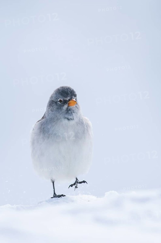 Snowfinch (Montifringilla nivalis), Valais, Switzerland