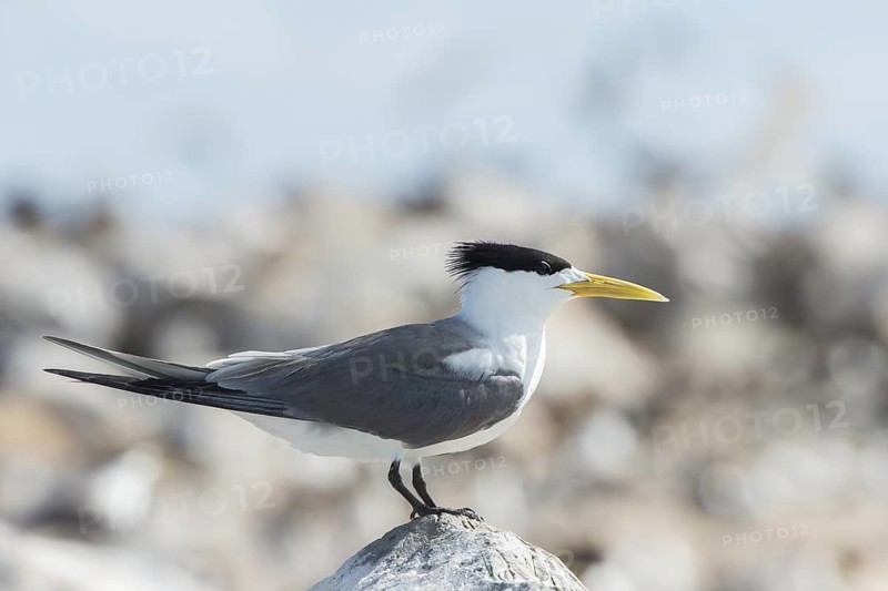 Greater Crested Tern (Thalasseus bergii), Layang-Layang, Malaysia