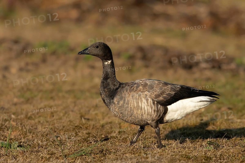 Brant Goose (Branta bernicla) foraging, Smaland, Sweden