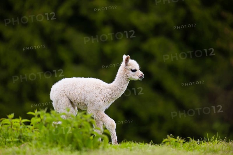 One young Alpaca (Vicugna pacos) stands on a fresh green meadow . A green forest in the distant background