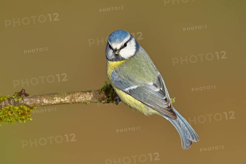 Blue tit (Parus caeruleus), sitting on a branch covered with moss, Wilnsdorf, North Rhine-Westphalia, Germany