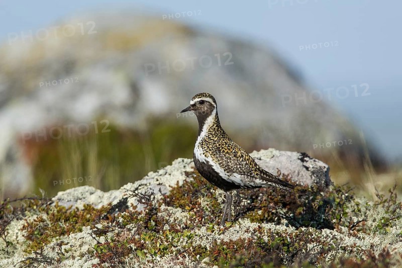 Goldregenpfeifer (Pluvialis apricaria) European Golden Plover
