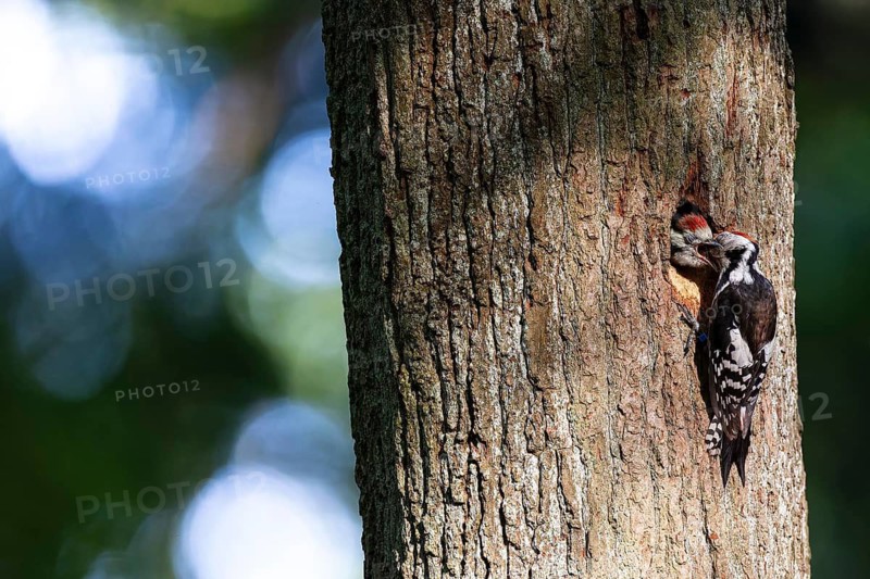 Middle spotted woodpecker (Leiopicus medius), female feeds almost fledged young bird at the entrance hole of the breeding cavity, Bad Homburg, Hesse, Germany