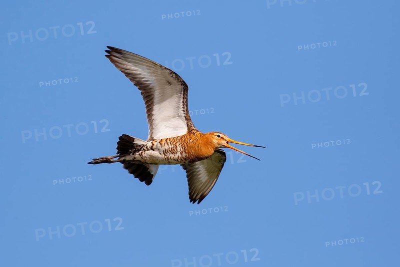Black-tailed Godwit (Limosa limosa) calling in flight, Netherlands