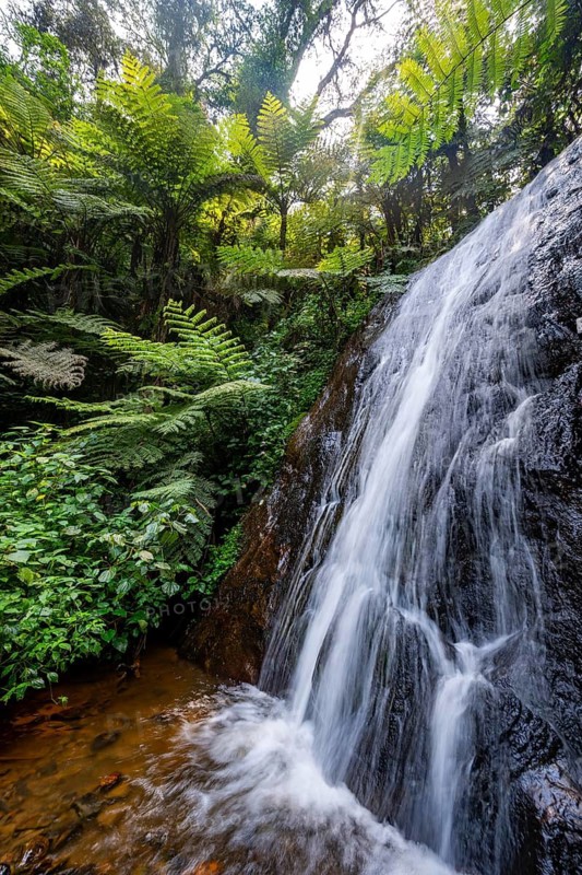 Waterfall in rainforest with tree ferns, Rushaga, Bwindi Impenetrable Forest, Uganda