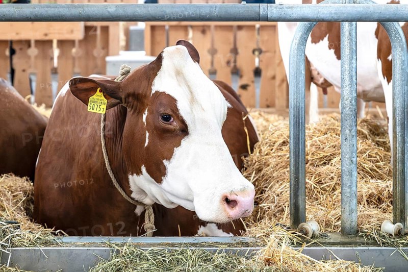 Dairy cow Swiss Fleckvieh