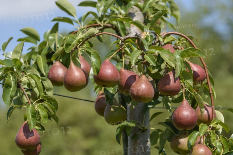 Pear (Pyrus communis 'Dicolor'), Bundessortenamt Prüfstelle Wurzen, Wurzen, Saxony, Germany